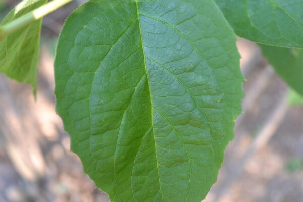 Philadelphus coronarius - Foliage