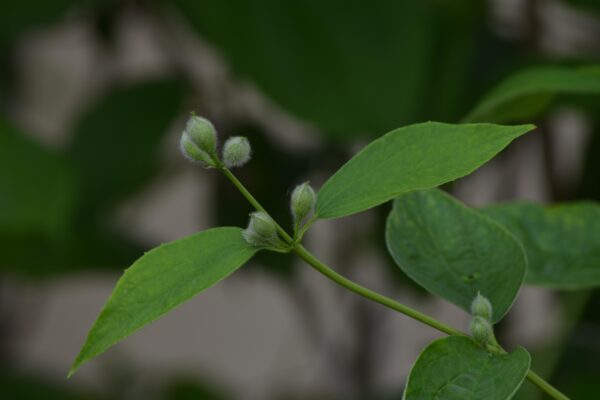 Philadelphus coronarius - Flower Buds