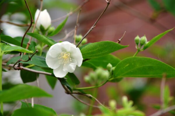 Philadelphus coronarius - Flowers