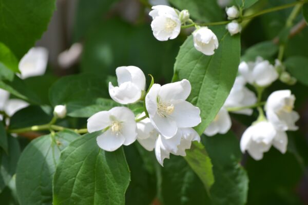 Philadelphus coronarius - Flowers