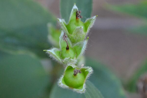 Philadelphus coronarius - Fruit