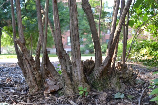 Philadelphus coronarius - Bark