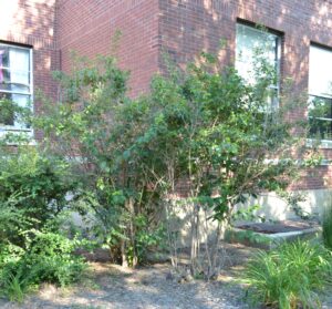 Philadelphus coronarius - Habit