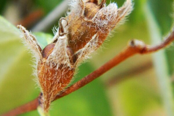 Philadelphus coronarius - Mature Fruit