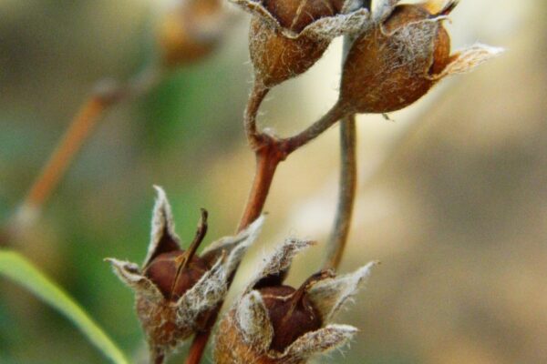 Philadelphus coronarius - Mature Fruit