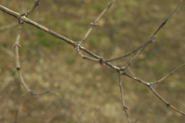 Philadelphus coronarius - Buds