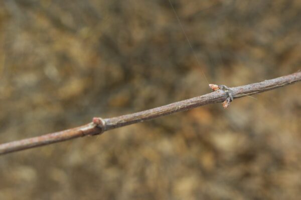 Philadelphus coronarius - Buds