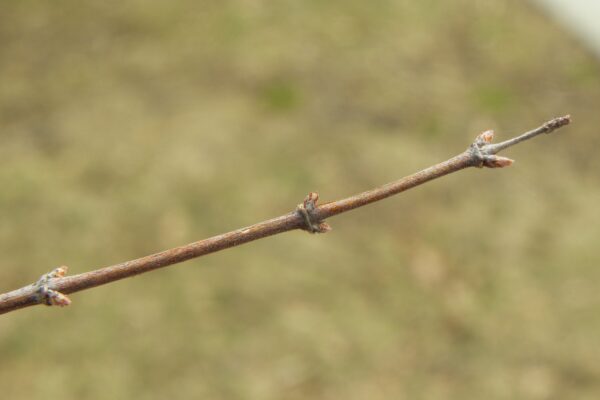 Philadelphus coronarius - Buds