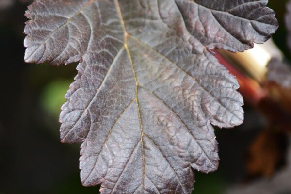 Physocarpus opulifolius ′Monlo′ [sold as Diabolo®] - Leaf