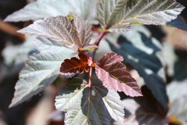 Physocarpus opulifolius ′Monlo′ [sold as Diabolo®] - New Growth
