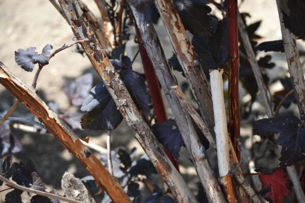 Physocarpus opulifolius ′Monlo′ [sold as Diabolo®] - Young and Old Stems