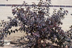 Physocarpus opulifolius ′Monlo′ [sold as Diabolo®] - Summer Habit