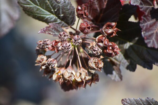 Physocarpus opulifolius ′Monlo′ [sold as Diabolo®] - Fruit