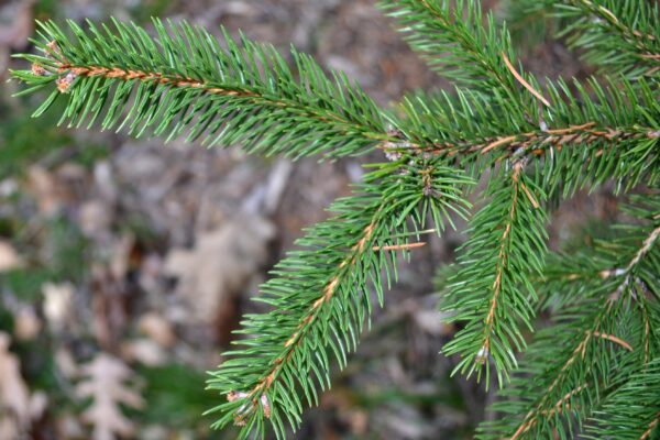 Picea abies - Needles