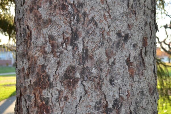 Picea abies - Bark