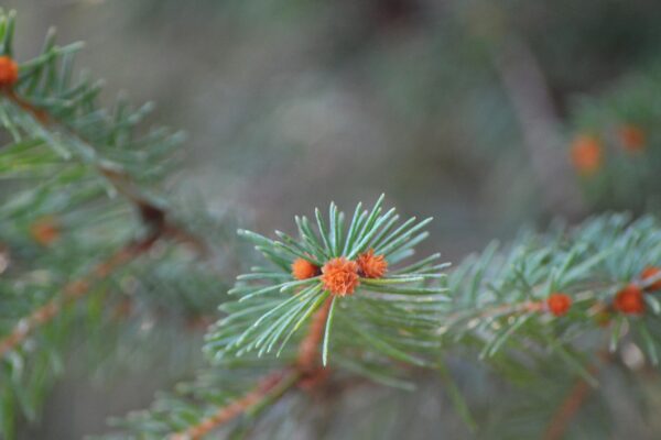 Picea abies - Needles & Buds