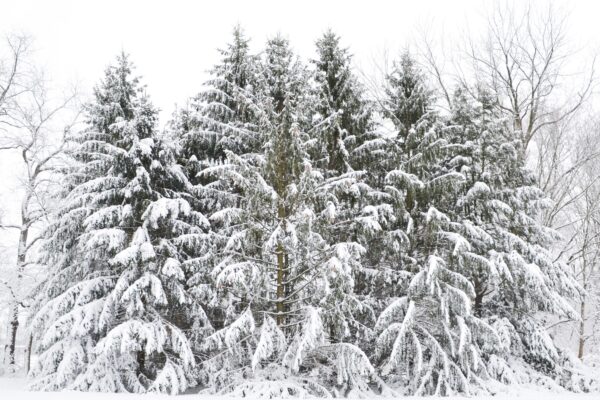 Picea abies - Grouping of Mature Trees