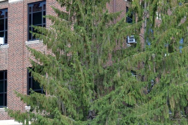 Picea abies - Overall Tree