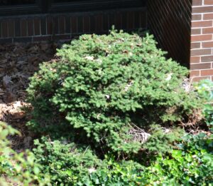Picea abies ′Nidiformis′ - Summer Habit