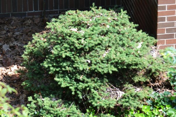 Picea abies ′Nidiformis′ - Summer Habit