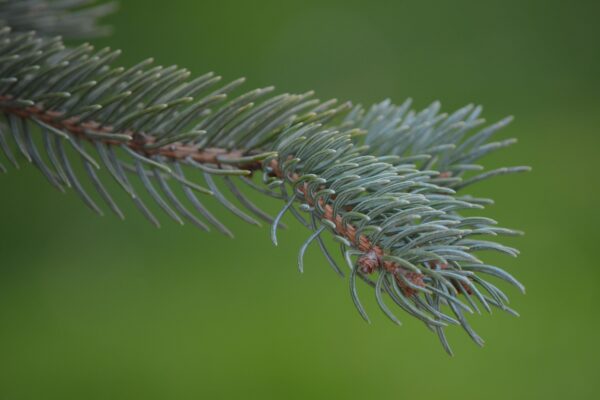 Picea glauca - Needles