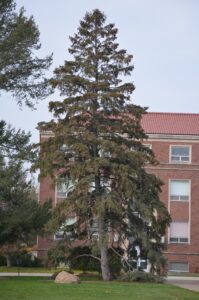 Picea glauca - Overall Habit