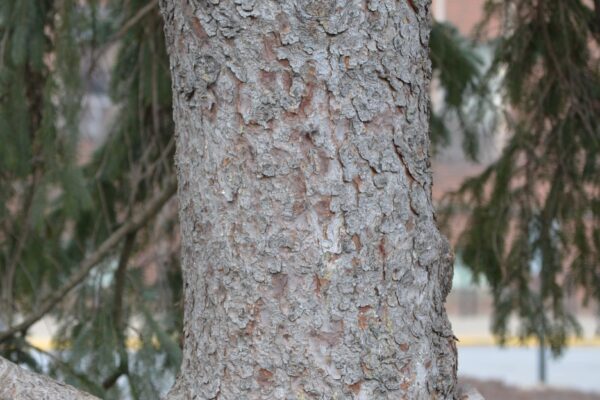Picea glauca - Bark
