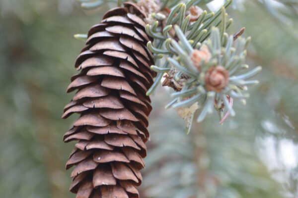 Picea glauca - Cone