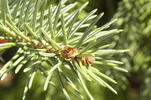 Picea glauca - Buds