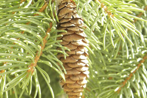 Picea glauca - Cone