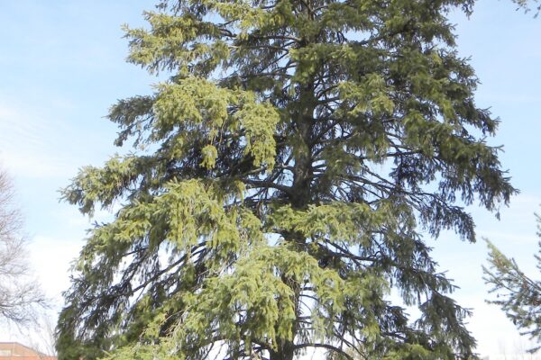 Picea glauca - Winter Habit