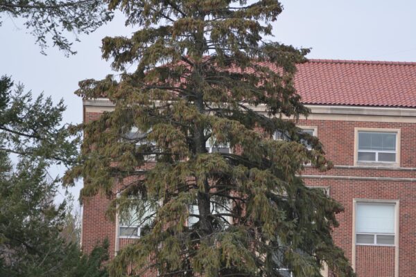 Picea glauca - Overall Habit