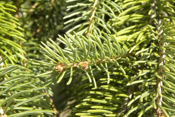 Picea glauca - Needles and Buds