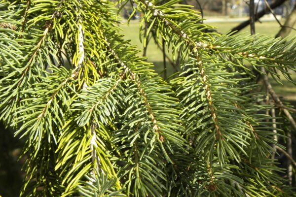 Picea glauca - Needles