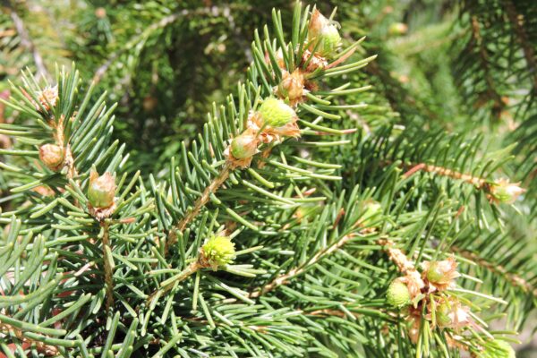 Picea glauca var. densata - Buds