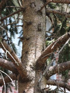 Picea glauca var. densata - Trunk