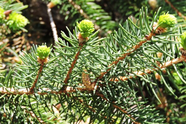 Picea glauca var. densata - Fruit (Male Cone)