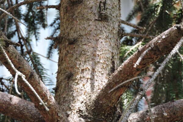 Picea glauca var. densata - Trunk