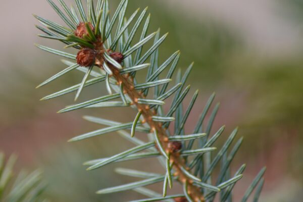 Picea omorika - Needles