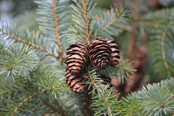 Picea omorika - Cones