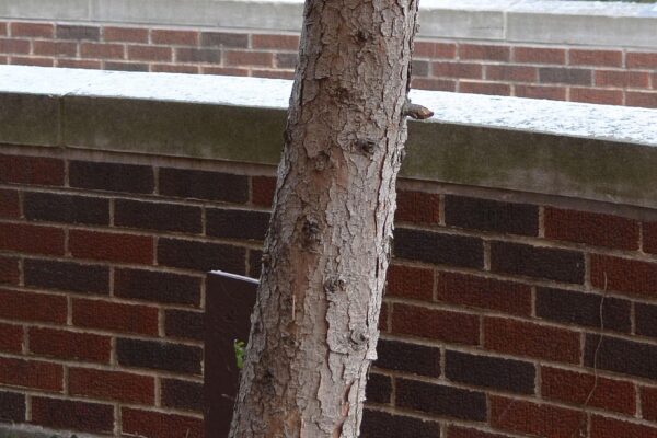 Picea omorika - Bark
