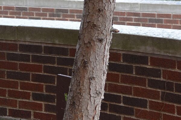 Picea omorika - Bark