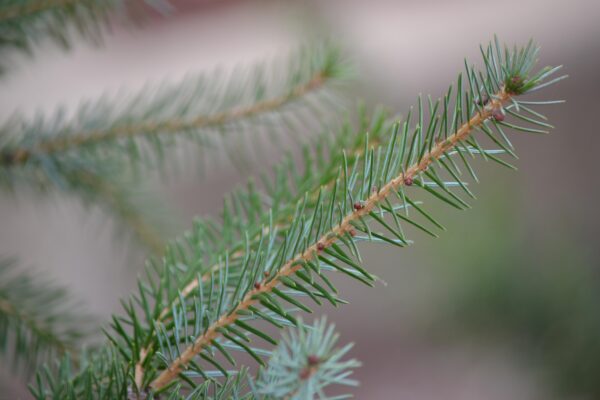 Picea omorika - Needles