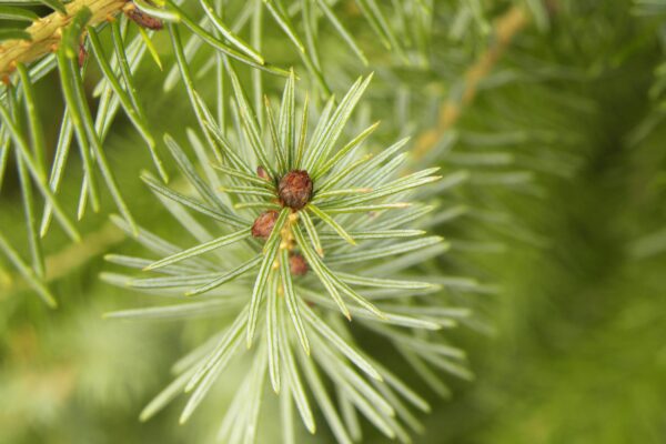 Picea omorika - Foliage and Buds