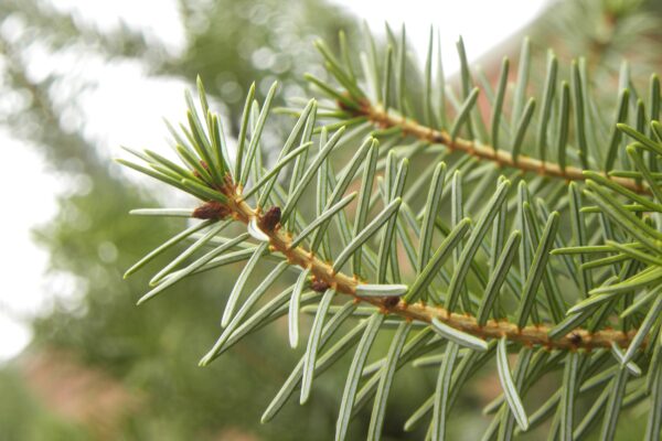 Picea omorika - Foliage and Buds