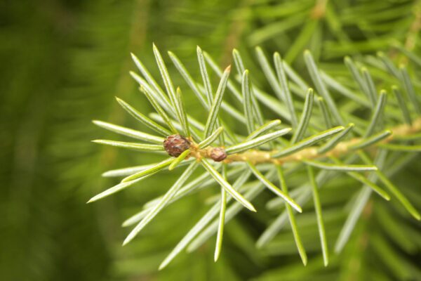 Picea omorika - Foliage and Buds