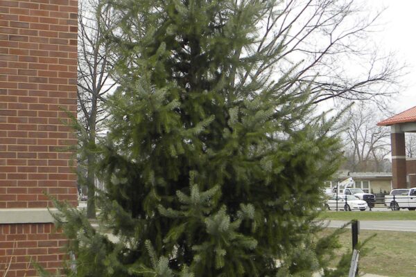 Picea omorika - Winter Habit