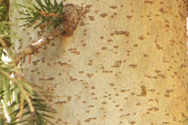 Picea orientalis - Bark