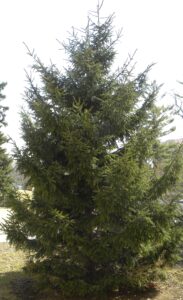 Picea orientalis - Winter Habit