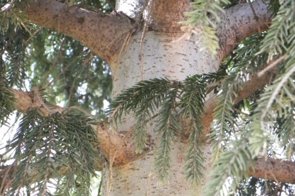 Picea orientalis - Bark and Foliage